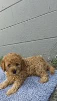 Honey , a female Miniature Goldendoodle for sale in Holiday, FL – 5 of 6