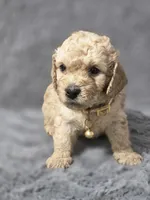 Simba , a male Miniature Goldendoodle for sale in Holiday, FL – 2 of 2