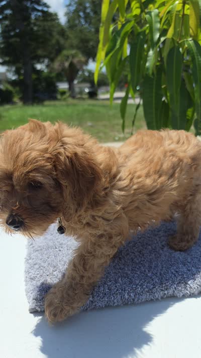 Brownie , a male Miniature Goldendoodle for sale in Holiday, FL – 3 of 6