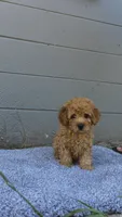Honey , a female Miniature Goldendoodle for sale in Holiday, FL – 4 of 6