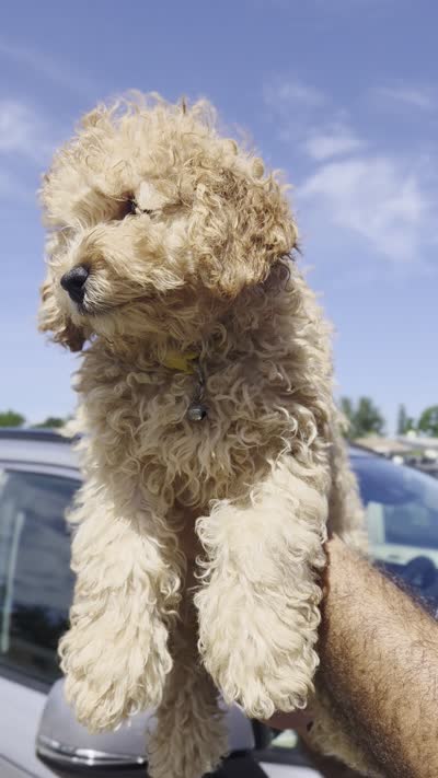 Honey , a female Miniature Goldendoodle for sale in Holiday, FL – 3 of 8