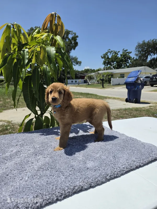 Taco – Miniature Goldendoodle puppy for sale in Holiday, FL