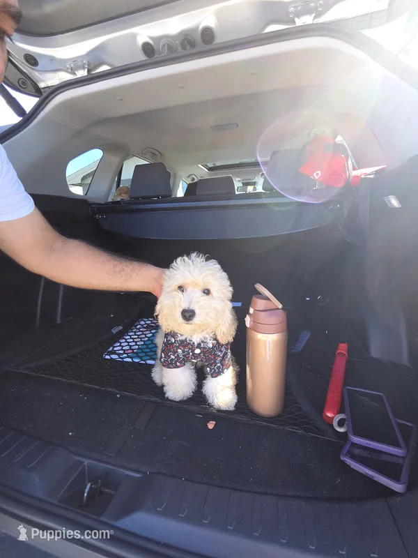 Simba  – Miniature Goldendoodle puppy for sale in Holiday, FL