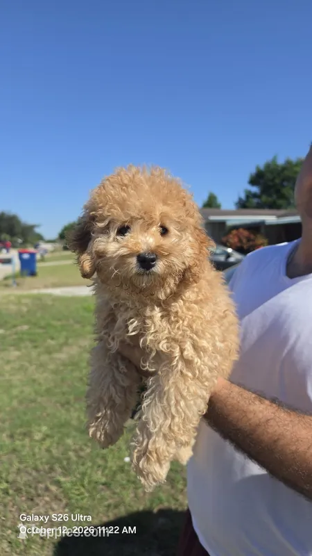 Honey  – Miniature Goldendoodle puppy for sale in Holiday, FL