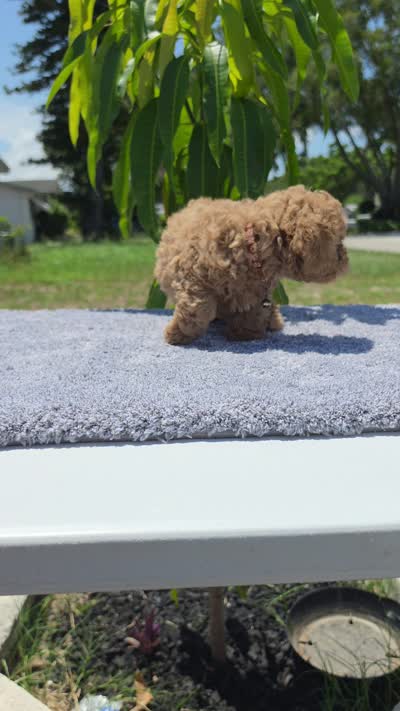 Hazel, a female Miniature Goldendoodle for sale in Holiday, FL – 5 of 5