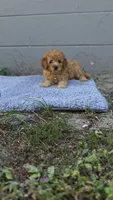 Honey , a female Miniature Goldendoodle for sale in Holiday, FL – 3 of 6