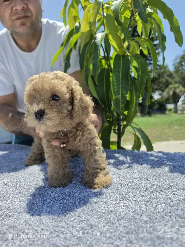 Hazel – Miniature Goldendoodle puppy for sale in Holiday, FL
