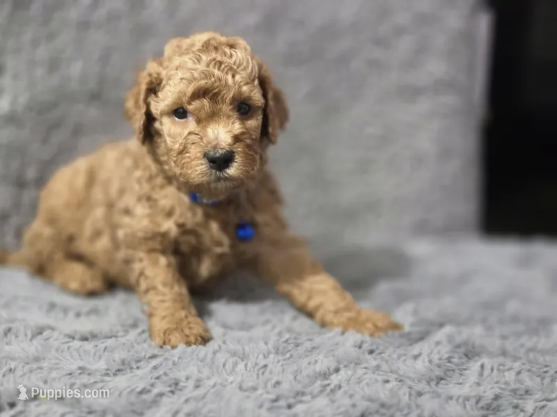 Cody – Miniature Goldendoodle puppy for sale in Holiday, FL