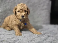 Cody, a male Miniature Goldendoodle for sale in Holiday, FL – 1 of 2