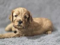 Brownie , a male Miniature Goldendoodle for sale in Holiday, FL – 2 of 2