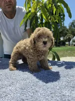 Hazel, a female Miniature Goldendoodle for sale in Holiday, FL – 3 of 5