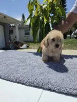 Simba , a male Miniature Goldendoodle for sale in Holiday, FL – 5 of 7