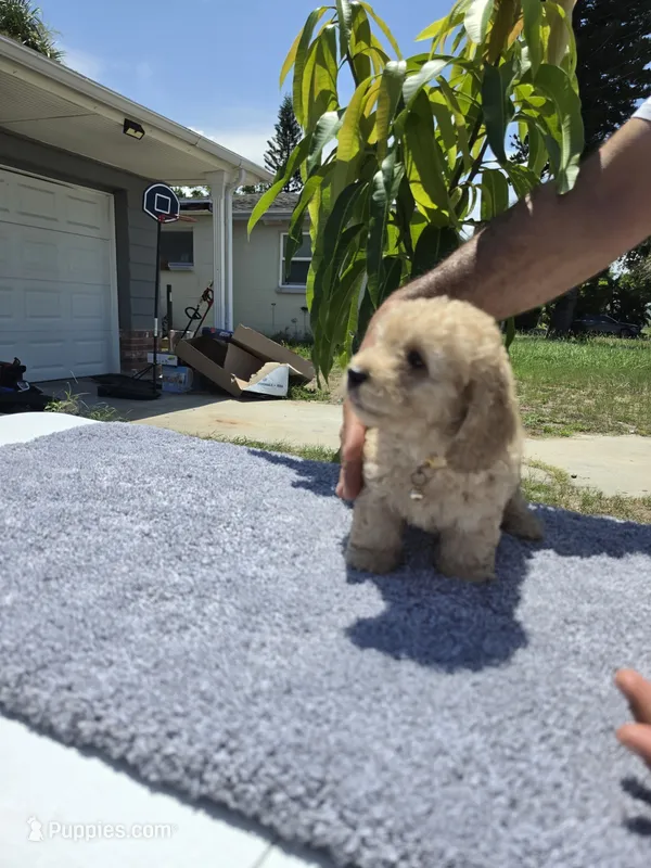 Simba  – Miniature Goldendoodle puppy for sale in Holiday, FL