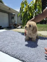 Simba , a male Miniature Goldendoodle for sale in Holiday, FL – 3 of 7