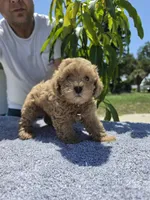 Hazel, a female Miniature Goldendoodle for sale in Holiday, FL – 2 of 5