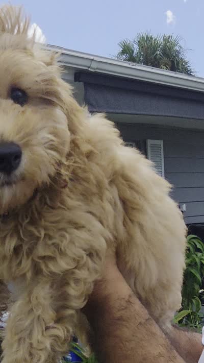 Brownie , a male Miniature Goldendoodle for sale in Holiday, FL – 4 of 6