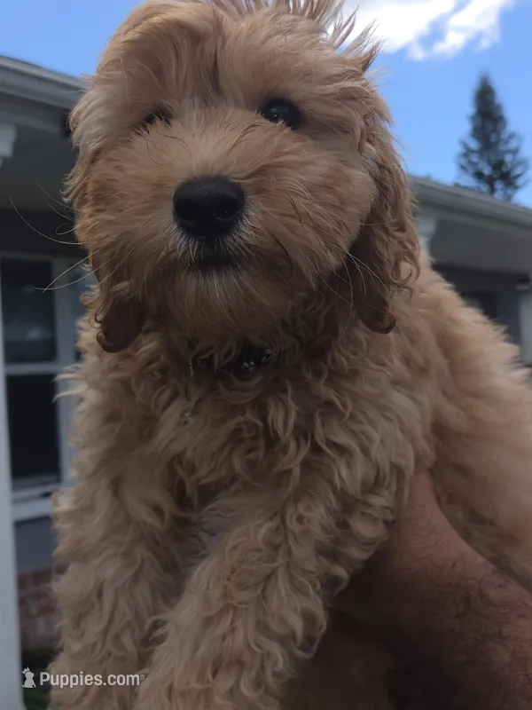 Brownie  – Miniature Goldendoodle puppy for sale in Holiday, FL