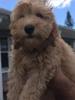Brownie , a male Miniature Goldendoodle for sale in Holiday, FL – 1 of 6