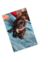 June, a female Cavapoo for sale in Duluth, MN – Photo 1 of 2