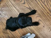 June, a female Cavapoo for sale in Duluth, MN – Photo 2 of 2
