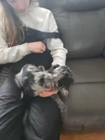 Billy Ray, a male Cavapoo for sale in Duluth, MN – Photo 5 of 5