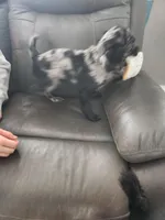 Billy Ray, a male Cavapoo for sale in Duluth, MN – Photo 2 of 5