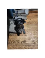 Billy Ray, a male Cavapoo for sale in Duluth, MN – Photo 1 of 5