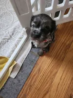 Billy Ray, a male Cavapoo for sale in Duluth, MN – Photo 4 of 5