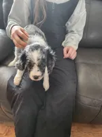 Toby, a male Cavapoo for sale in Duluth, MN – Photo 2 of 4