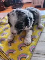 Toby, a male Cavapoo for sale in Duluth, MN – Photo 4 of 4