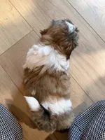Bert, a male Shih Tzu for sale in Duluth, MN – 3 of 4