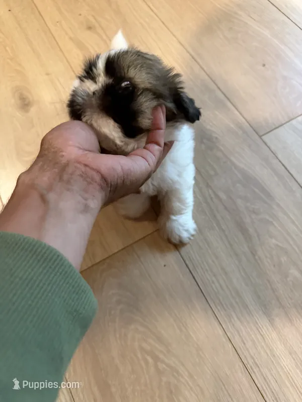 Ernie – Shih Tzu puppy for sale in Duluth, MN