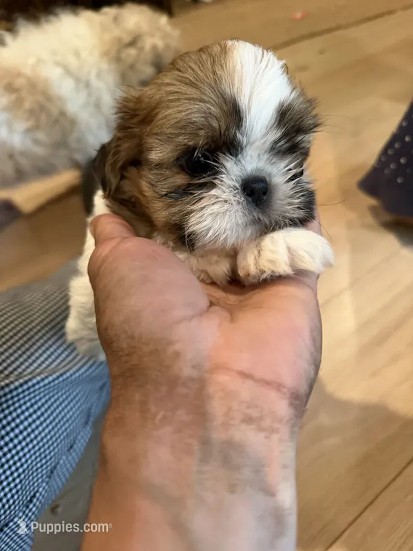 Bert – Shih Tzu puppy for sale in Duluth, MN