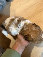 Ernie, a male Shih Tzu for sale in Duluth, MN – 5 of 5