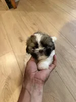 Ernie, a male Shih Tzu for sale in Duluth, MN – 4 of 5