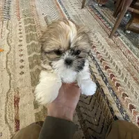 Ernie, a male Shih Tzu for sale in Duluth, MN – Photo 1 of 3