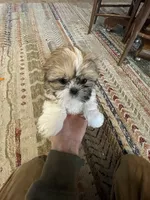 Ernie, a male Shih Tzu for sale in Duluth, MN – Photo 1 of 3