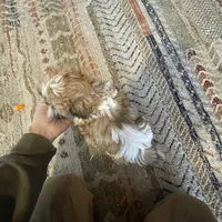 Ernie, a male Shih Tzu for sale in Duluth, MN – Photo 2 of 3