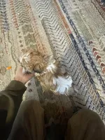 Ernie, a male Shih Tzu for sale in Duluth, MN – Photo 2 of 3