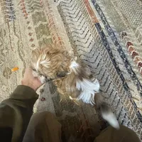 Ernie, a male Shih Tzu for sale in Duluth, MN – Photo 3 of 3