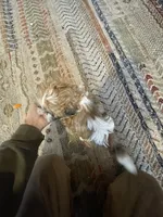 Ernie, a male Shih Tzu for sale in Duluth, MN – Photo 3 of 3