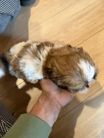 Bert, a male Shih Tzu for sale in Duluth, MN – 4 of 4