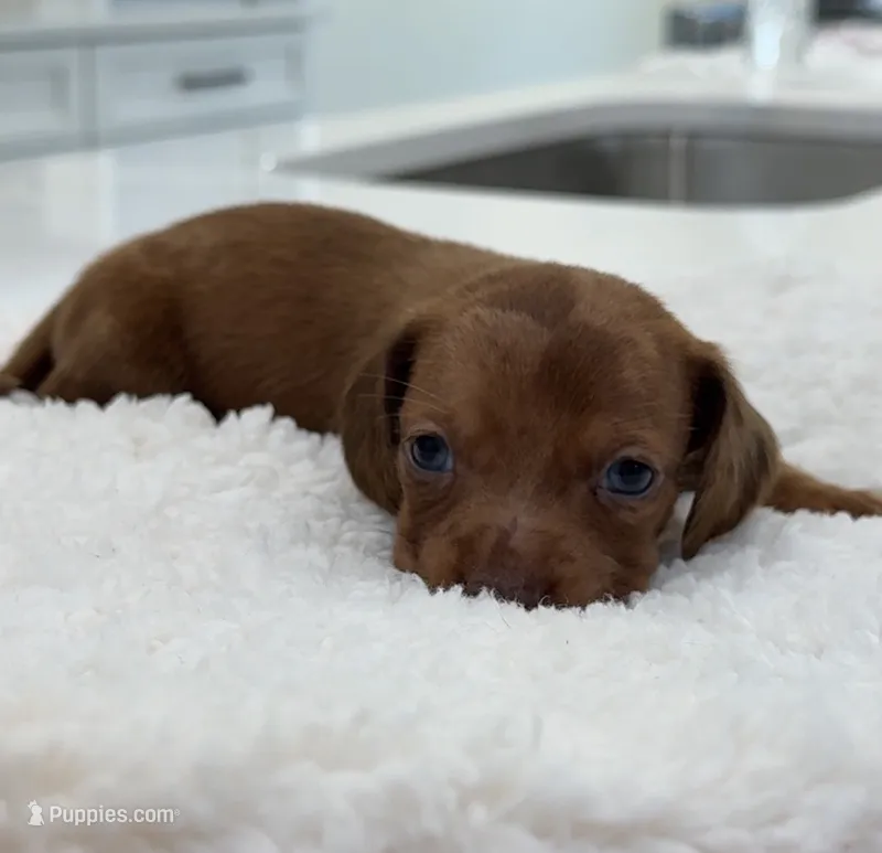 Oscar – Miniature Dachshund puppy for sale in Orlando, FL