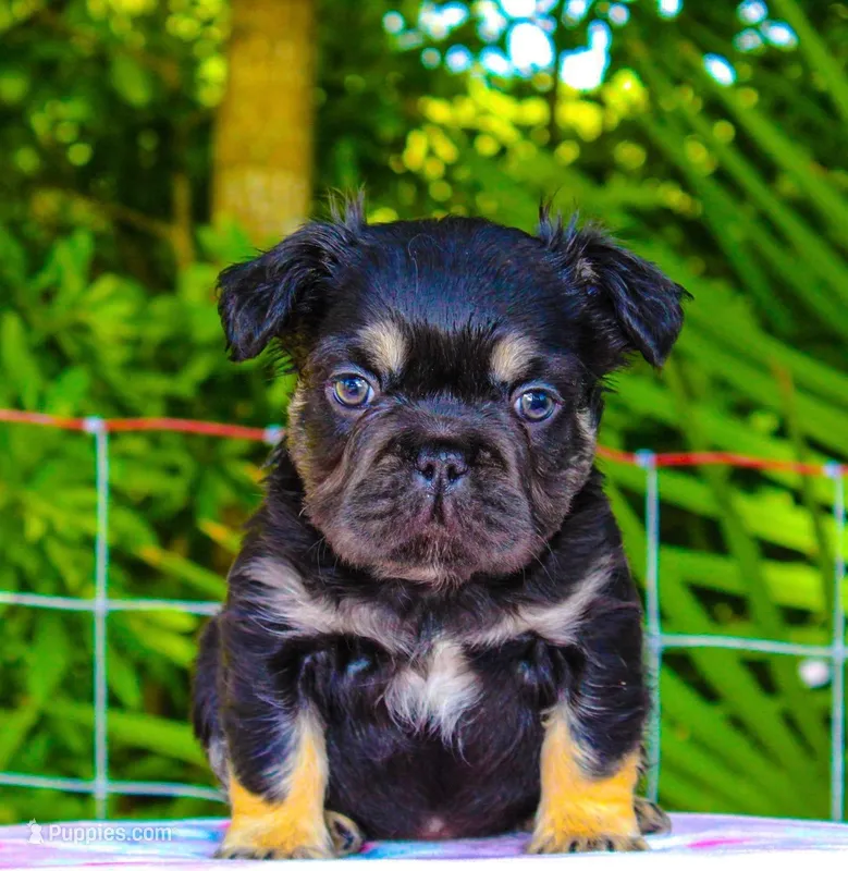 Milo  – French Bulldog puppy for sale in Orlando, FL