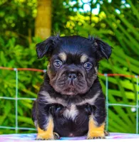 Milo , a male French Bulldog for sale in Orlando, FL – 1 of 2