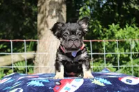 Ruby , a female French Bulldog for sale in Orlando, FL – 1 of 2