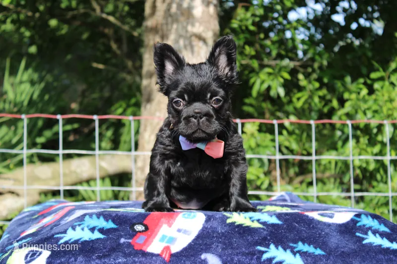 Rosie – French Bulldog puppy for sale in Orlando, FL