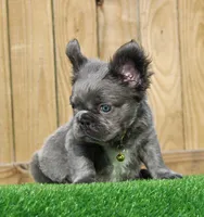 Milo , a male French Bulldog for sale in Orlando, FL – 4 of 4
