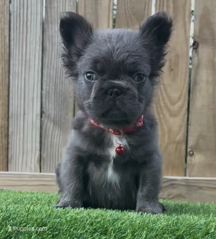 Thor  – French Bulldog puppy for sale in Orlando, FL
