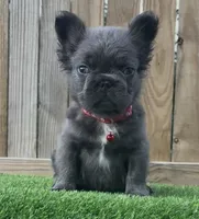 Thor , a male French Bulldog for sale in Orlando, FL – 1 of 2